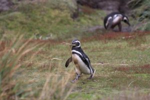 Pinguino, Gipsy Cove, Isole Falkland. Autore e Copyright Marco Ramerini