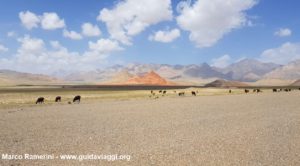 Animali al pascolo dopo la frontiera tra Kirghizistan e Cina. Autore e Copyright Marco Ramerini